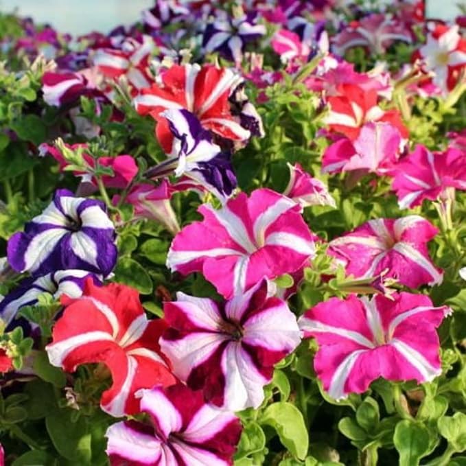 Ultra Star Mixed Hanging Petunia Seeds Jonyparkseed®
