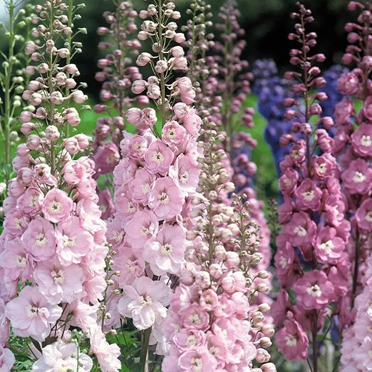 🌺Delphinium Grandiflorum Seeds🌺 BUTTERFLY BUSH SEEDS