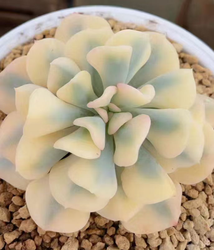 plant Aeonium Echeveria Haworthia  Caudex  Lithops Cactus  Agave 