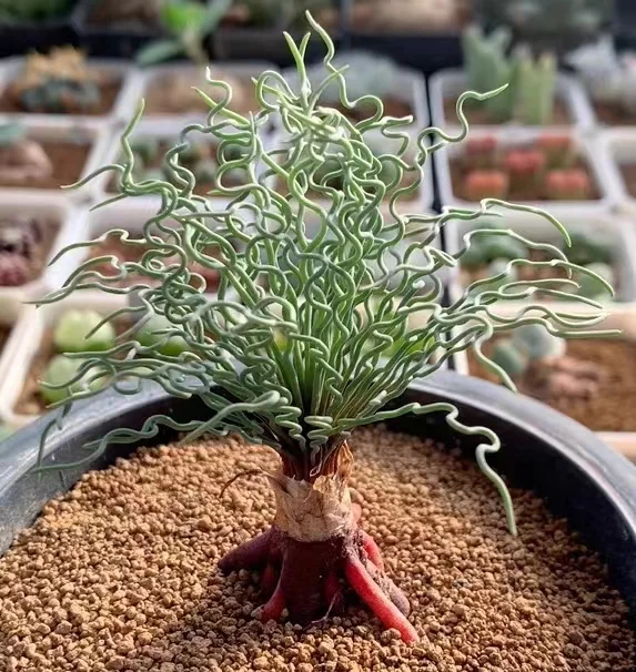 plant Aeonium Echeveria Haworthia  Caudex  Lithops Cactus  Agave 