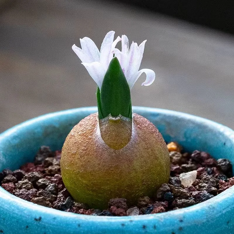 plant Aeonium Echeveria Haworthia  Caudex  Lithops Cactus  Agave 