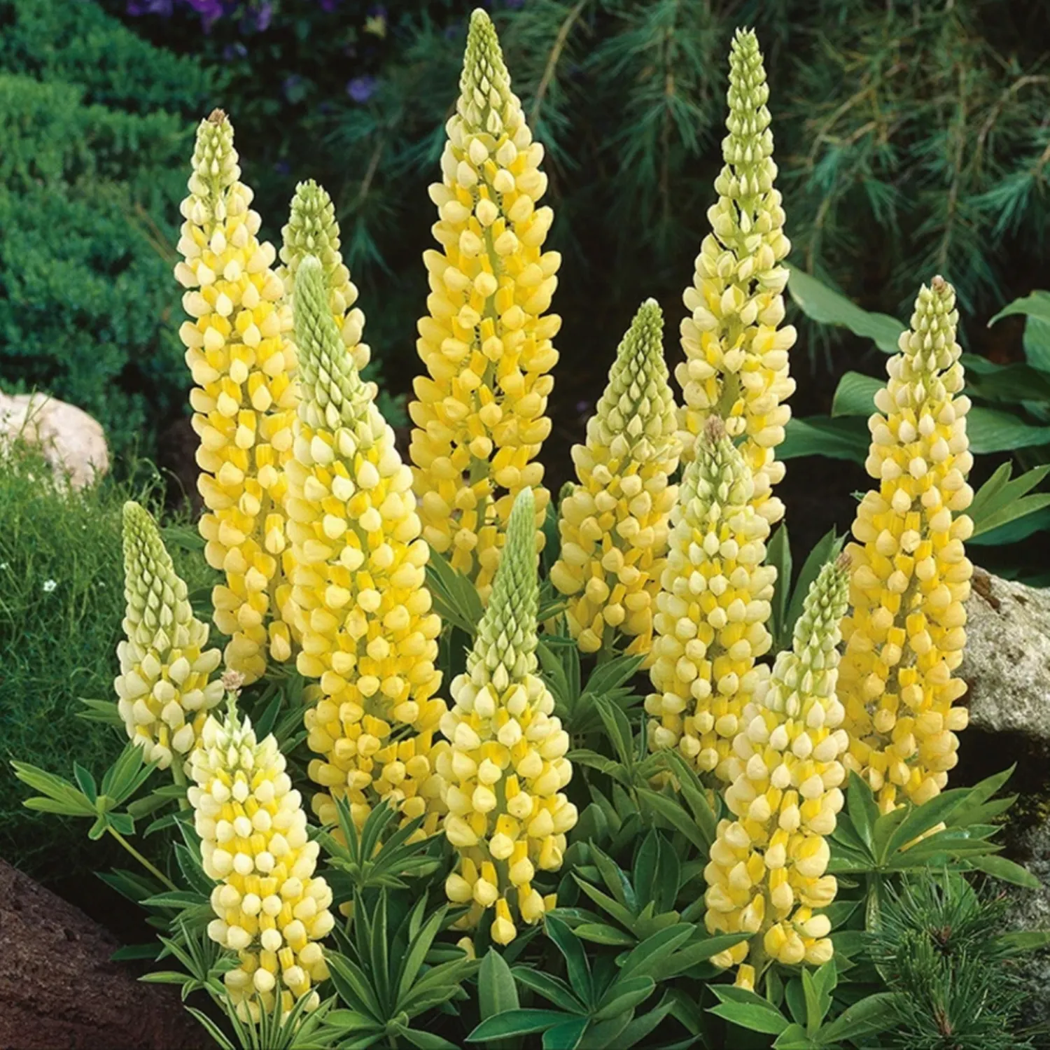 LUPINE FLOWER SEEDS