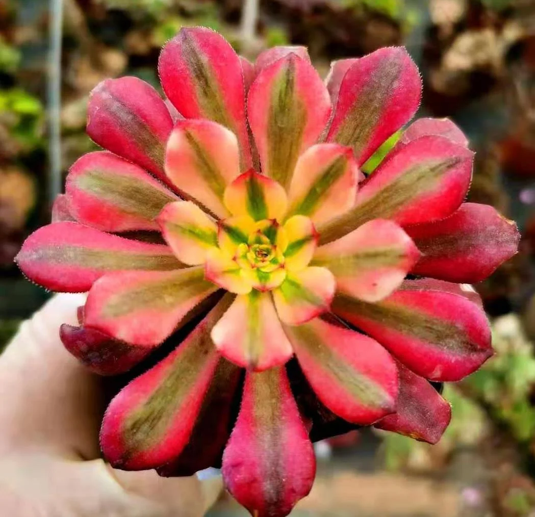 plant Aeonium Echeveria Haworthia  Caudex  Lithops Cactus  Agave 