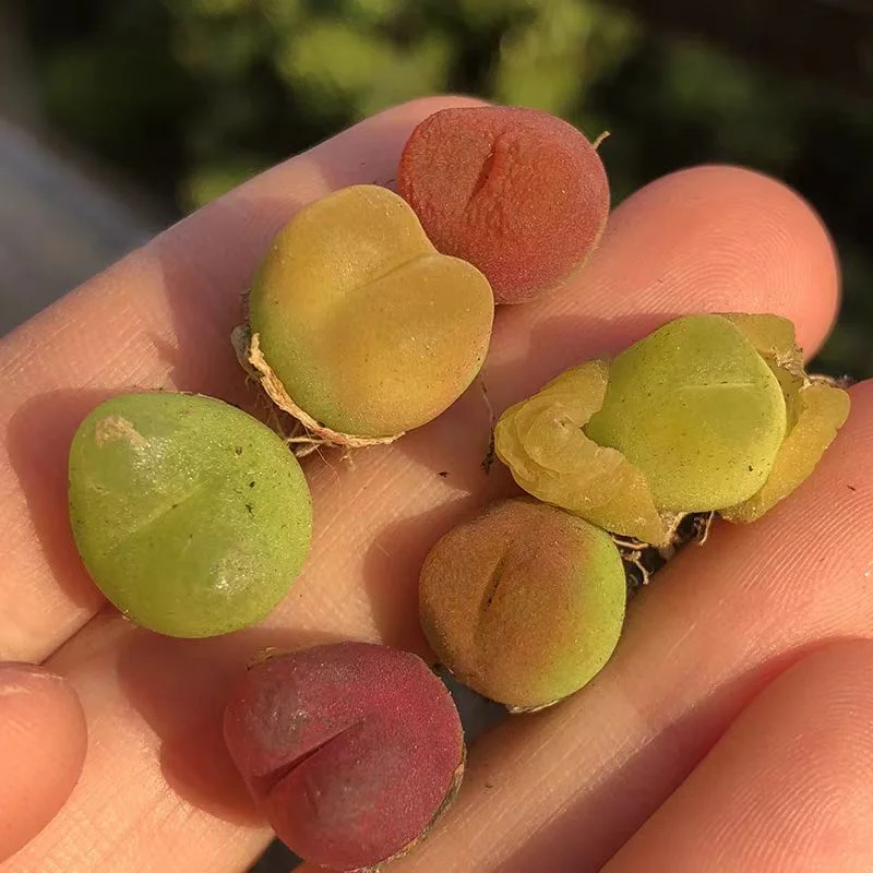 plant Aeonium Echeveria Haworthia  Caudex  Lithops Cactus  Agave 