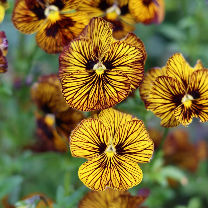 Viola Tiger Eye Yellow Flower | X 30 Seeds