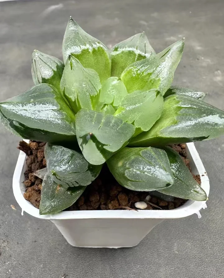 plant Aeonium Echeveria Haworthia  Caudex  Lithops Cactus  Agave 