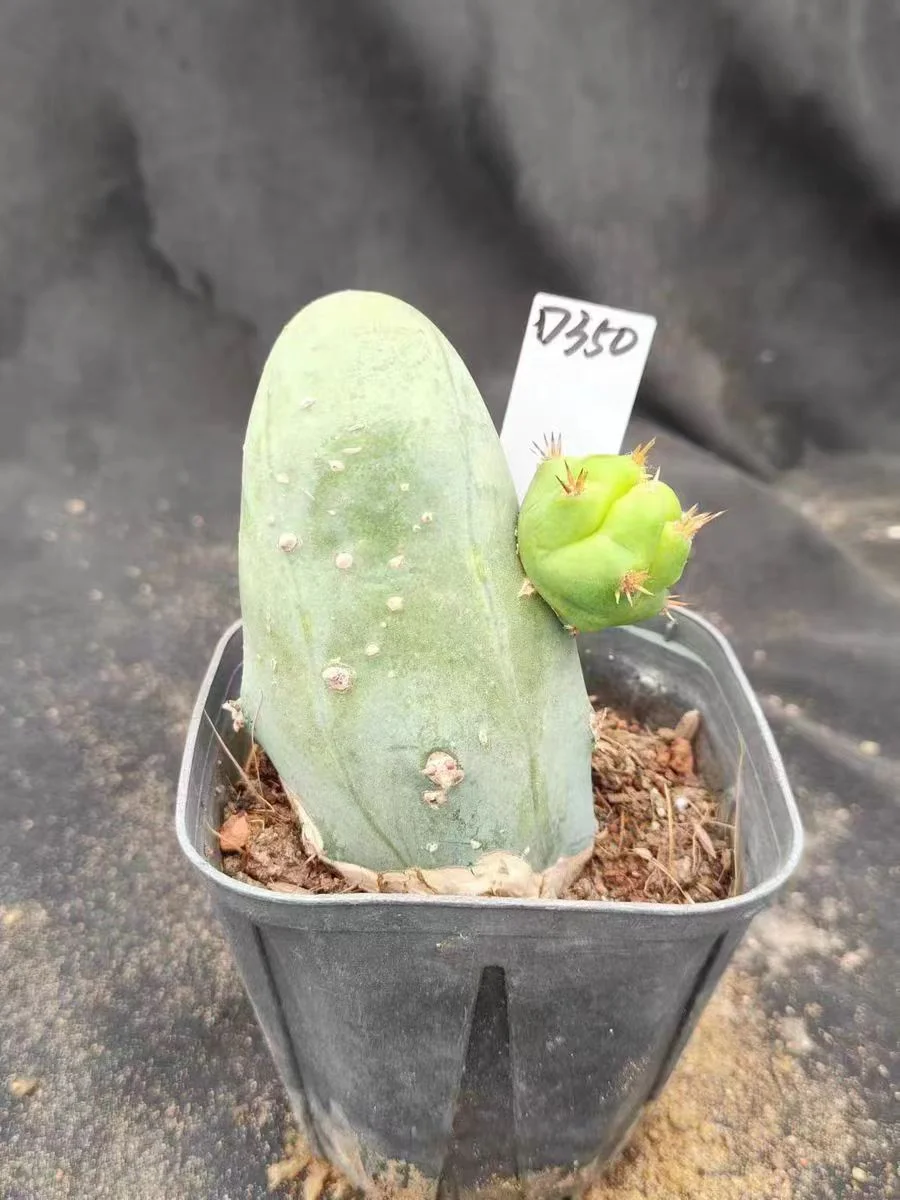 plant Aeonium Echeveria Haworthia  Caudex  Lithops Cactus  Agave 