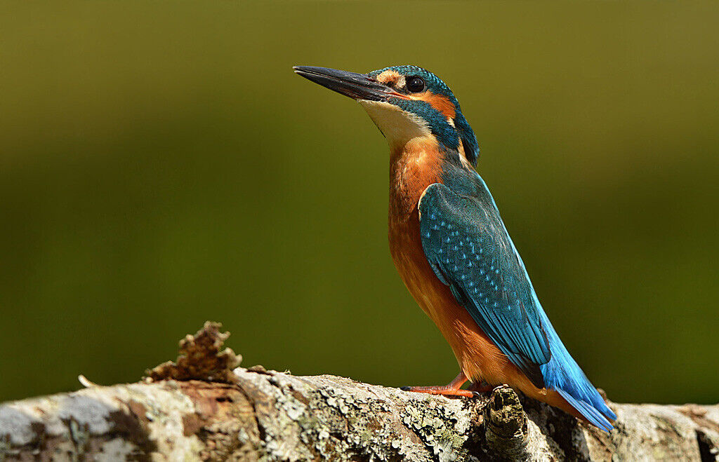 Kingfisher wildlife 12x8 inch print picture