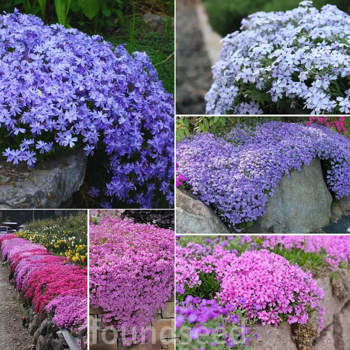 💐Creeping Phlox Seeds✨Vibrant Tapestry of Color 