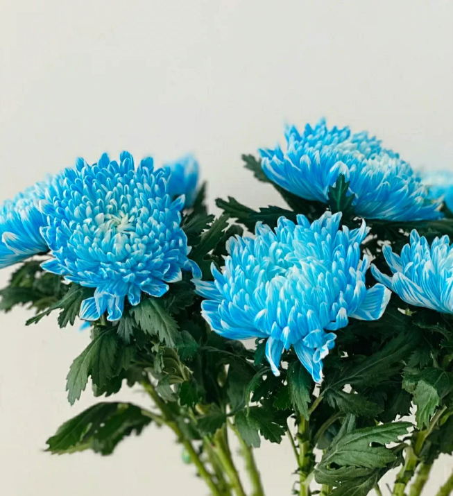 Blue Chrysanthemum Marigold Flower Seeds