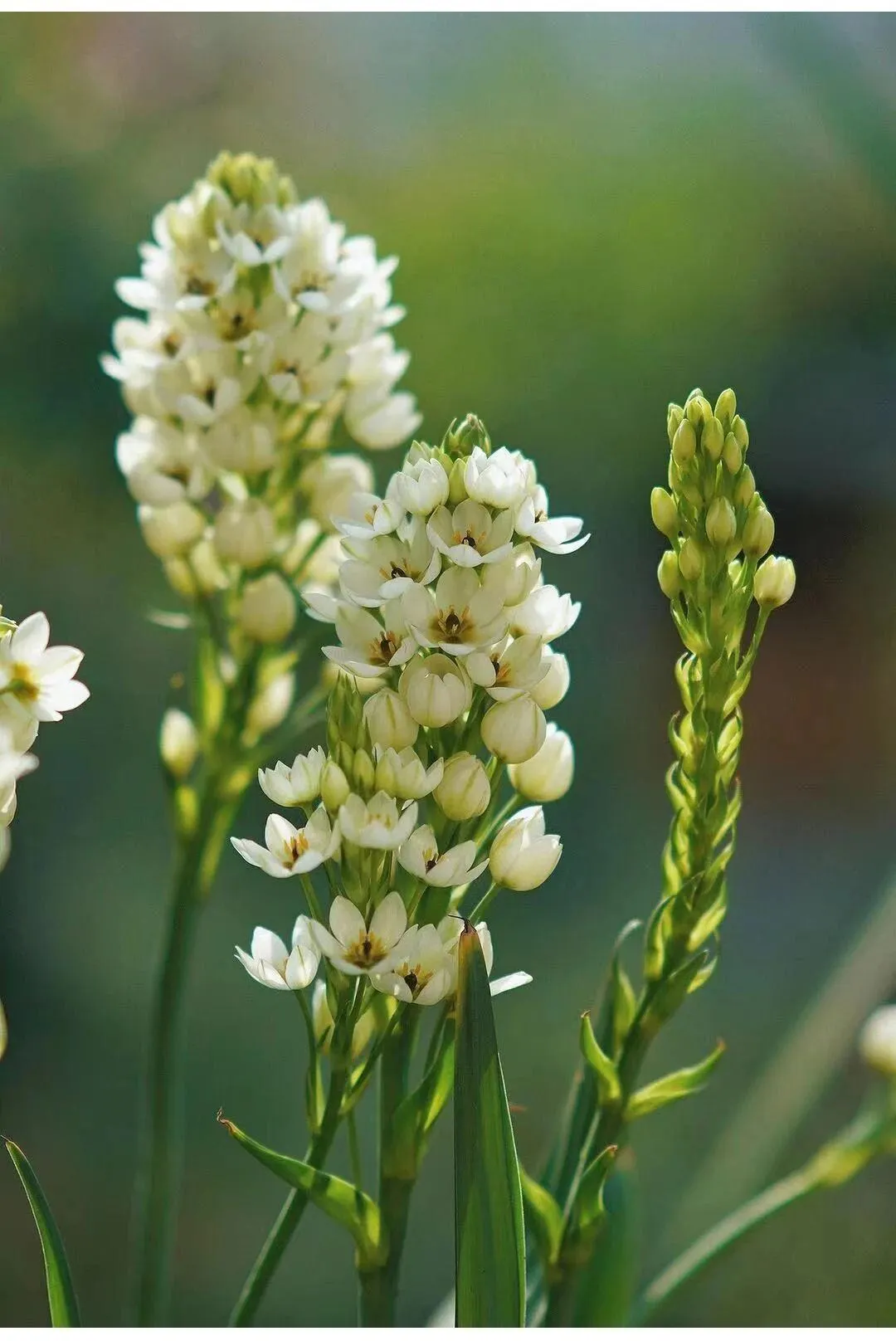 🌸 Sacred Heart Lily Bulbs – A Perennial Treasure for Your Garden