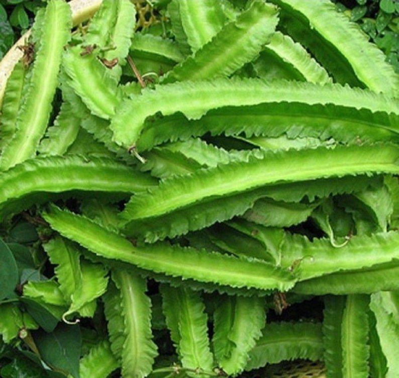 Winged Bean Seeds Pack + Gift Seeds || Asparagus Pea || Wing Pea || Four Angled Bean || Dara Dham Bala || For Home Gardening Jonyparkseed®