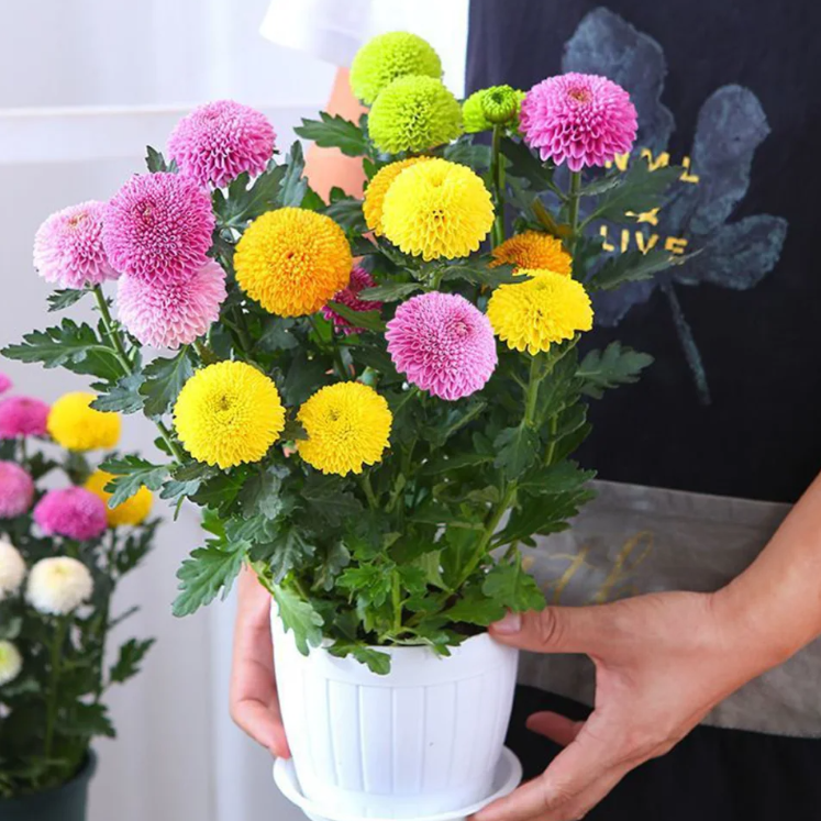 Colorful Ping Pong Chrysanthemum Seeds