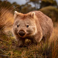 Wombat Waddling - Diamond Painting