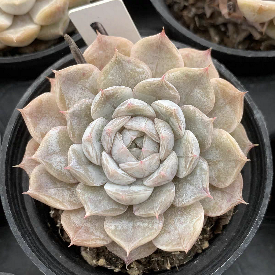 plant Aeonium Echeveria Haworthia  Caudex  Lithops Cactus  Agave 