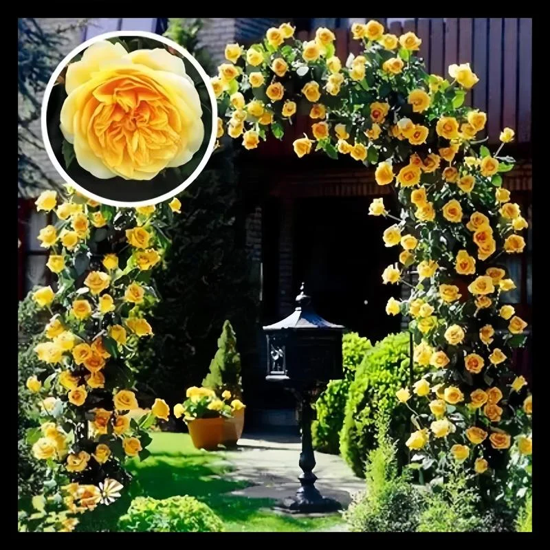 🔥49% OFF 🔥🌱Climbing Rose Seeds