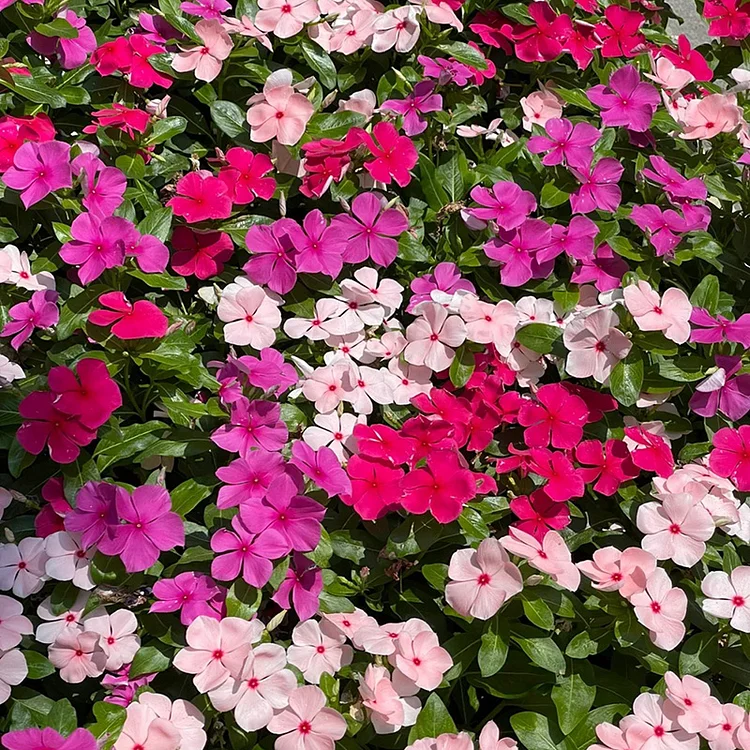 Periwinkle🌸Flower Seeds