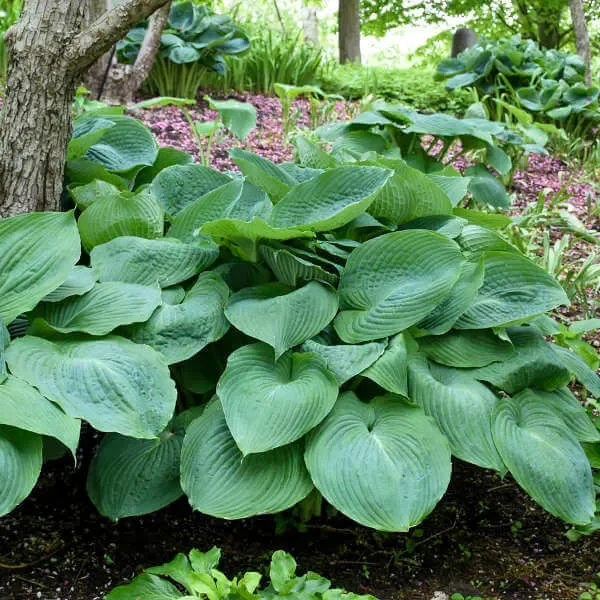 🪴Best Hosta Plants to Grow in the Shade