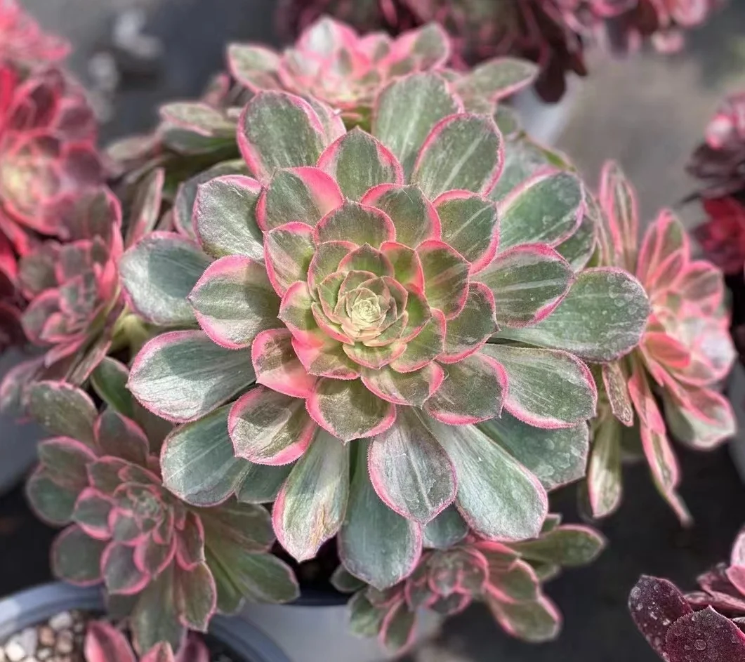 plant Aeonium Echeveria Haworthia  Caudex  Lithops Cactus  Agave 