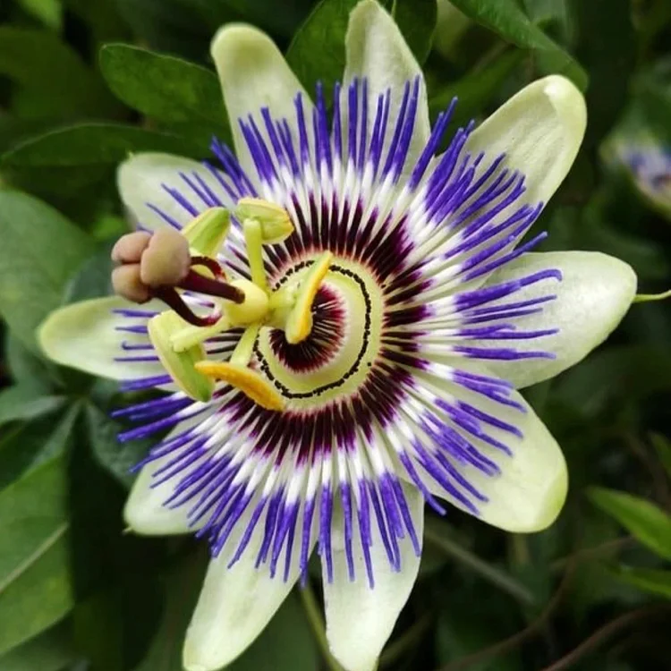 Egrow 50Pcs/Pack Passion Flower Seeds Garden Rare Passiflora Incarnata