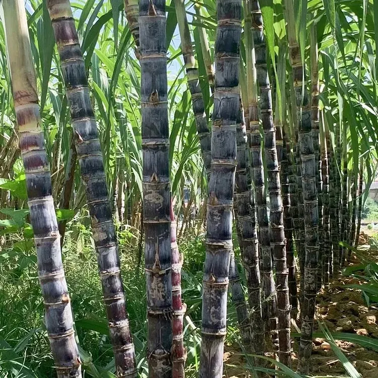 🌱 Grow Your Own Sugarcane – High Germination Seeds ✨ for Easy Home Gardens 🌿