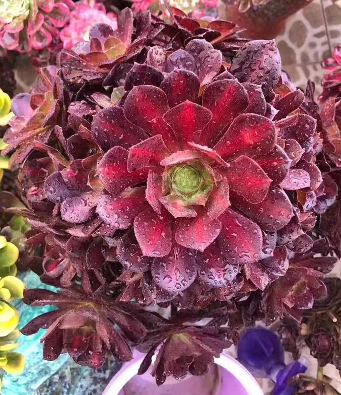 plant Aeonium Echeveria Haworthia  Caudex  Lithops Cactus  Agave 