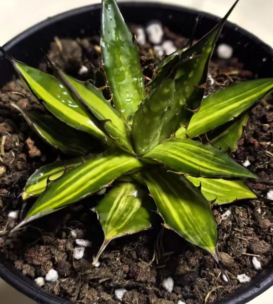 plant Aeonium Echeveria Haworthia  Caudex  Lithops Cactus  Agave 