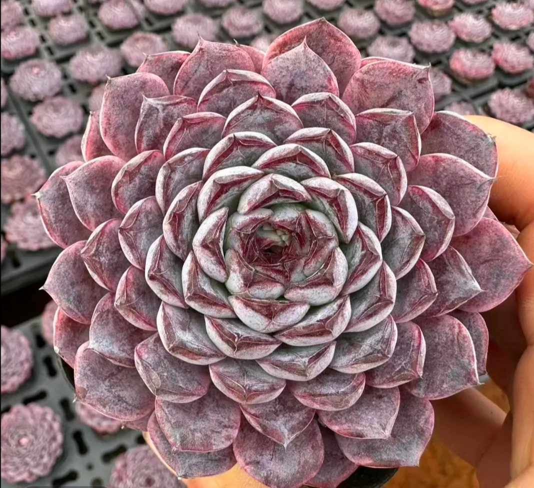 plant Aeonium Echeveria Haworthia  Caudex  Lithops Cactus  Agave 