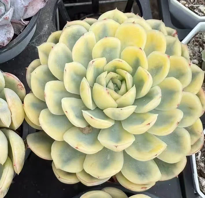 plant Aeonium Echeveria Haworthia  Caudex  Lithops Cactus  Agave 