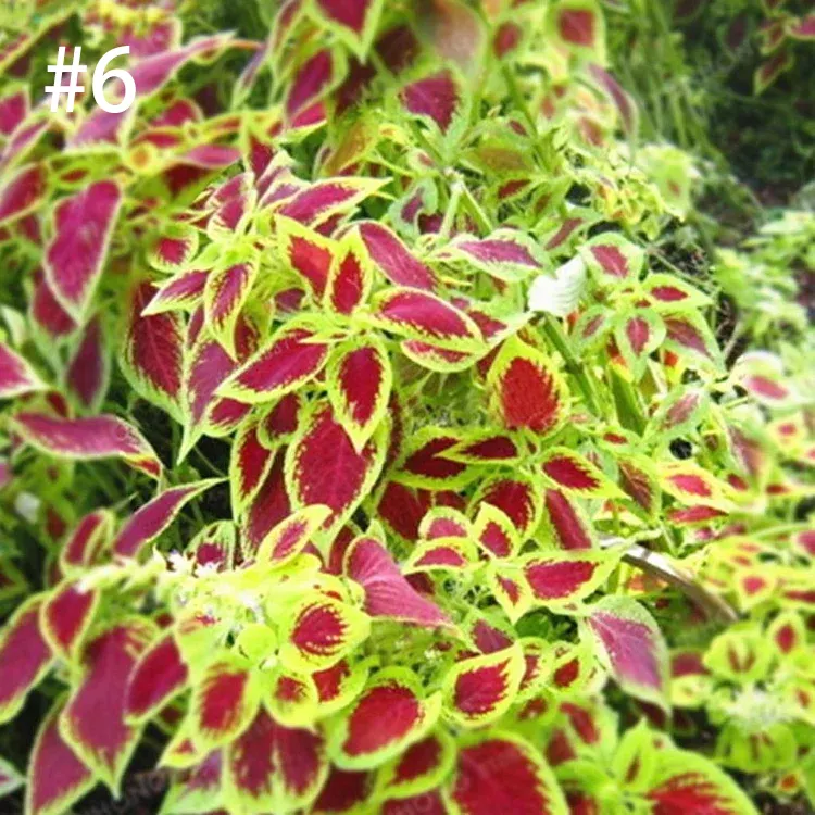 Coleus Bonsai Flower Leaf Plants Rainbow Dragon Seeds Garden