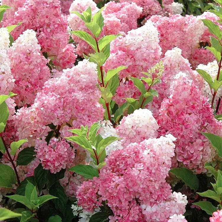  Panicle Hydrangea Seeds