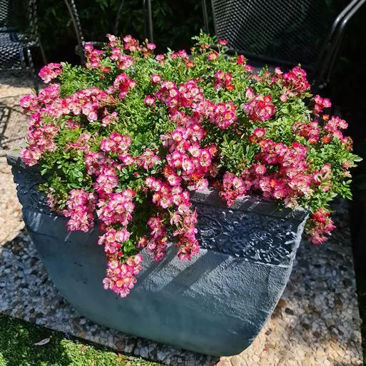 Alpin-Rose