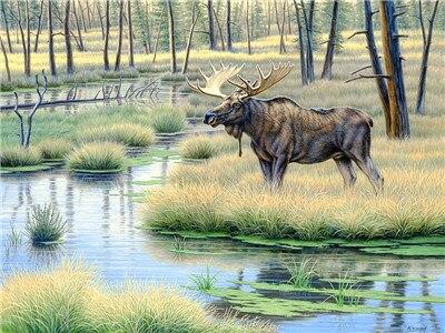 

Moose Country – Paint By Numbers - 40*50CM, 501 Original