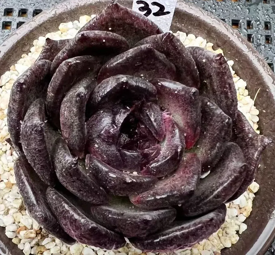 plant Aeonium Echeveria Haworthia  Caudex  Lithops Cactus  Agave 