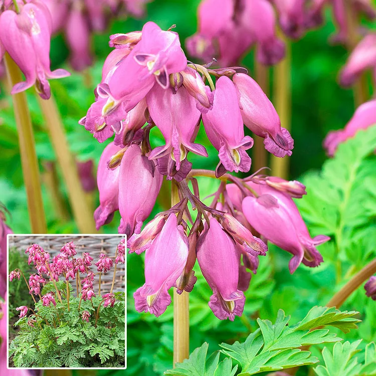 Fern Leaved Bleeding Heart