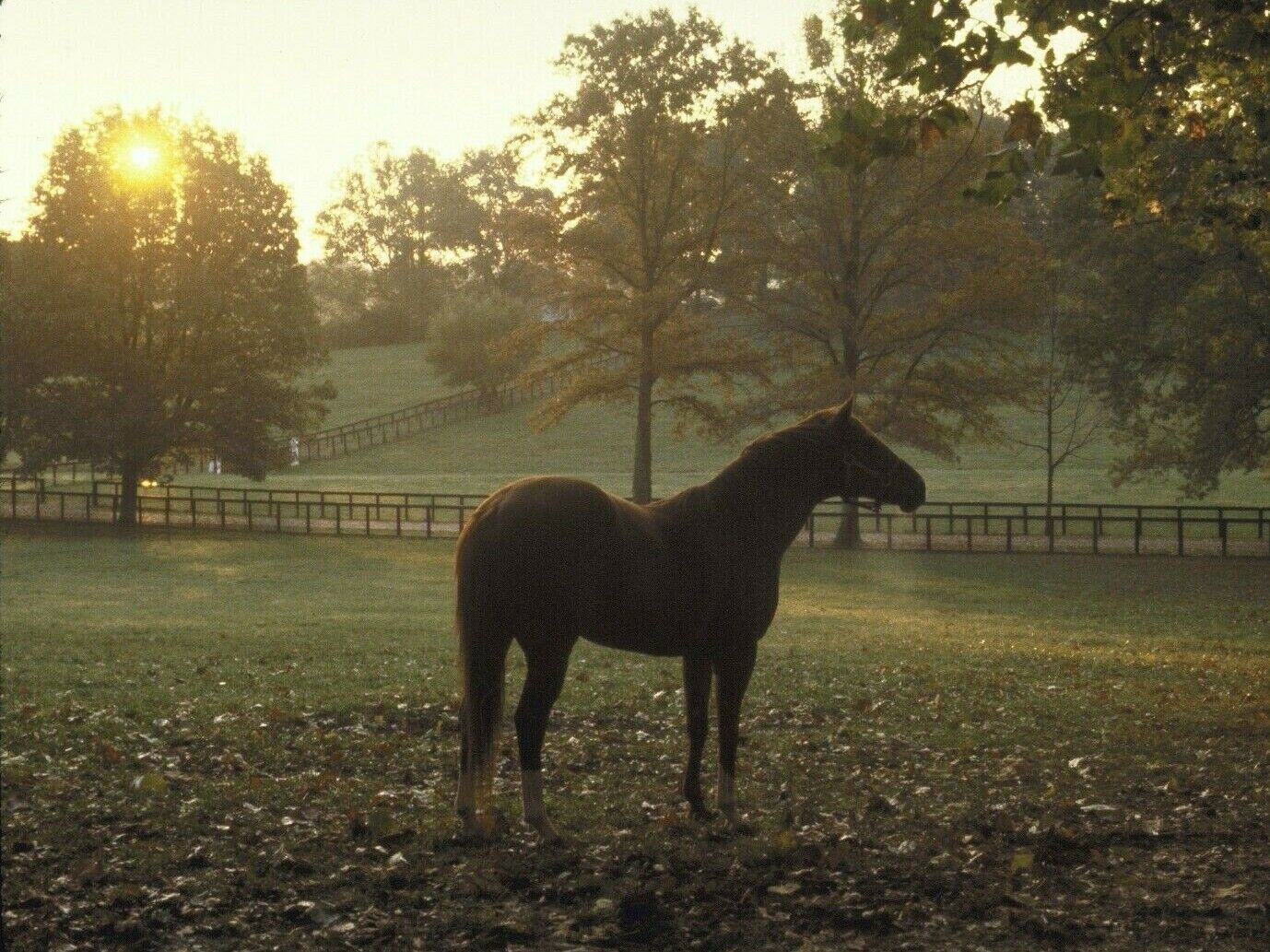 1973 Ron Turcotte SECRETARIAT Claiborne Farm Horse Racing 8x10 Photo Poster painting TripleCrown