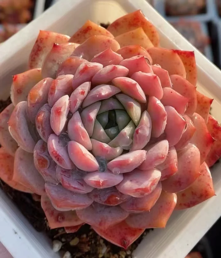 plant Aeonium Echeveria Haworthia  Caudex  Lithops Cactus  Agave 