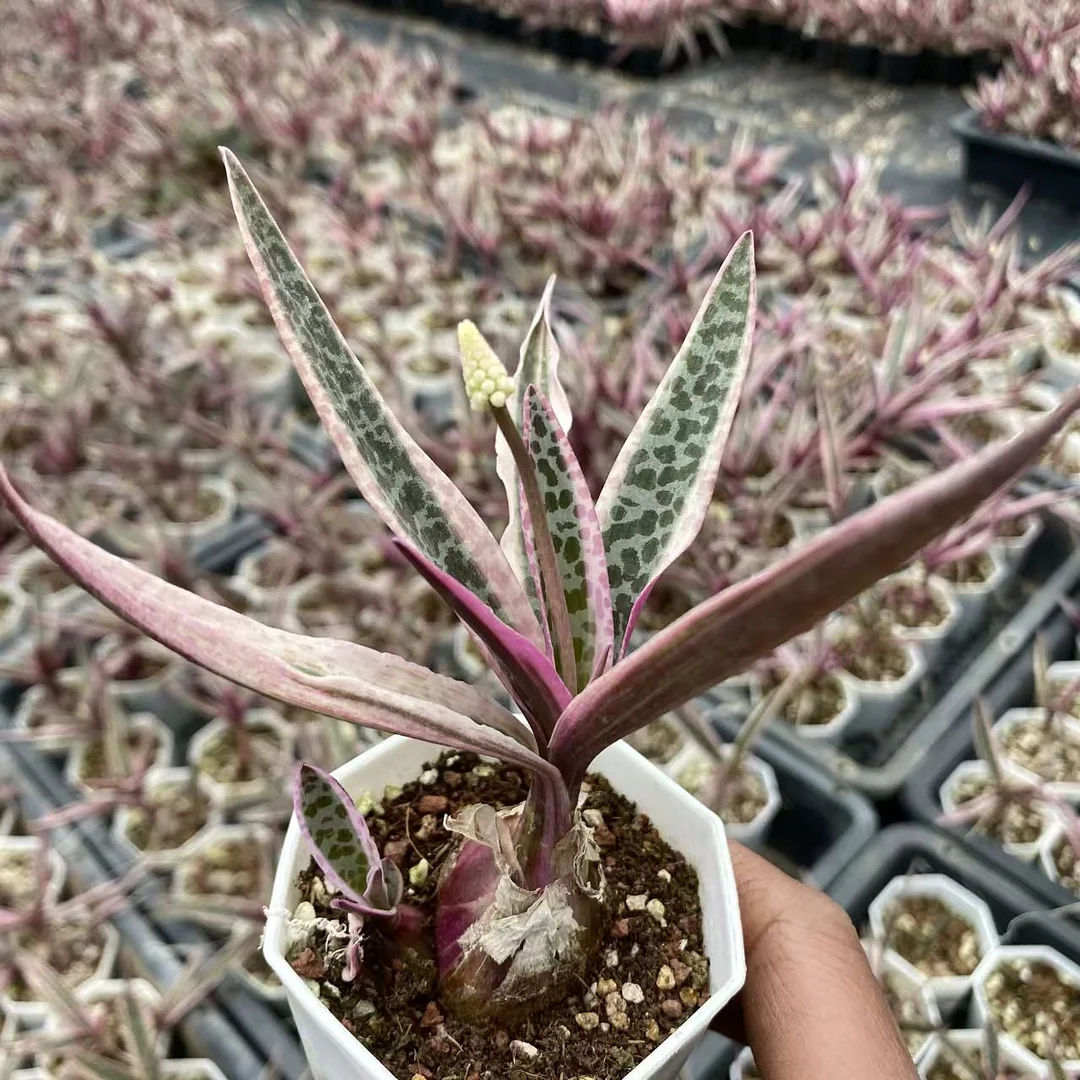 plant Aeonium Echeveria Haworthia  Caudex  Lithops Cactus  Agave 