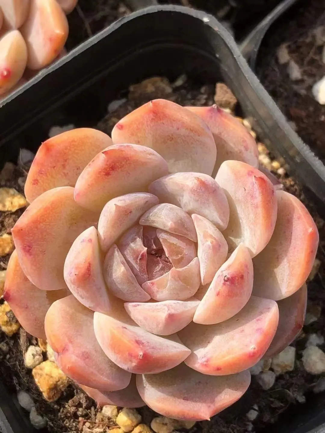 plant Aeonium Echeveria Haworthia  Caudex  Lithops Cactus  Agave 