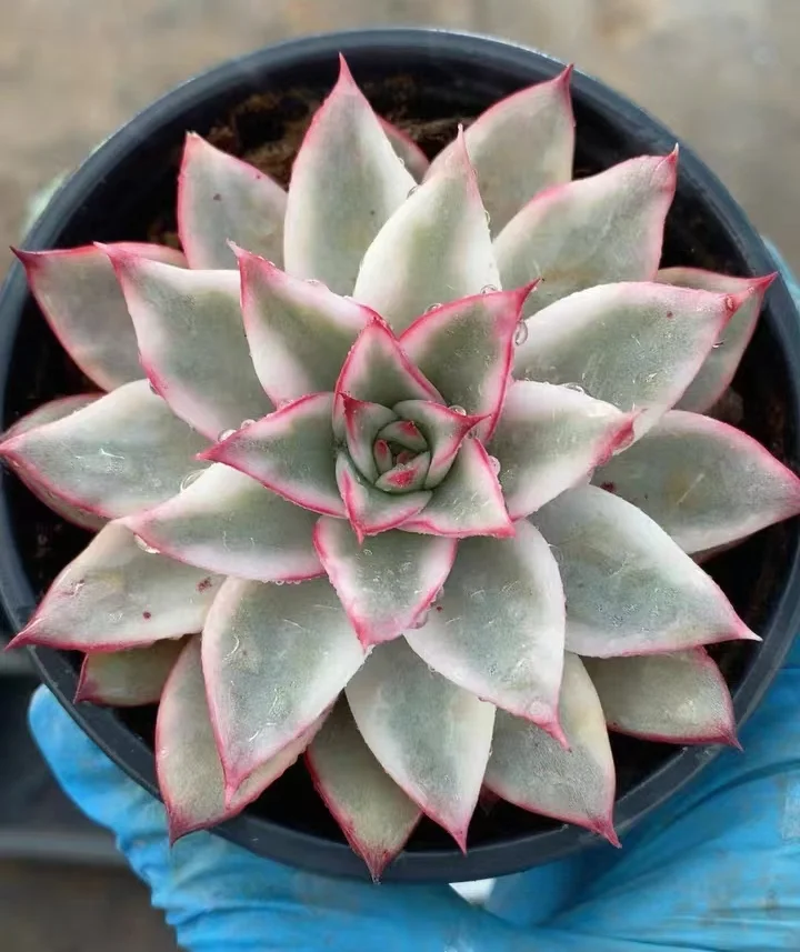 plant Aeonium Echeveria Haworthia  Caudex  Lithops Cactus  Agave 