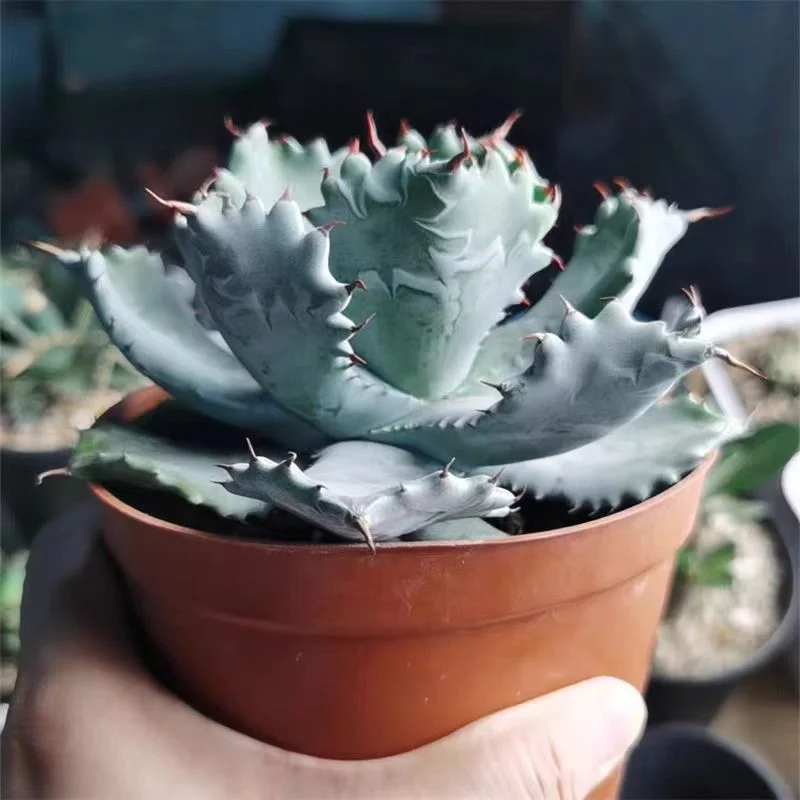fk13.Agave isthmensis 14cm/Agave plants/ Succulent plants / Garden landscape / Carefully select healthy plants