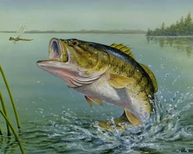 

Largemouth Bass – Paint By Numbers - 40*50CM, 501 Original