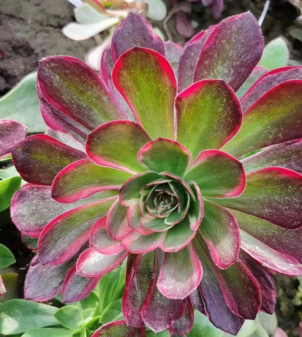 1006. Halloween var,Pink flower demon cutting 6-8cm/ Aeonium plants / Succulent plants / Garden landscape / Carefully select healthy plants
