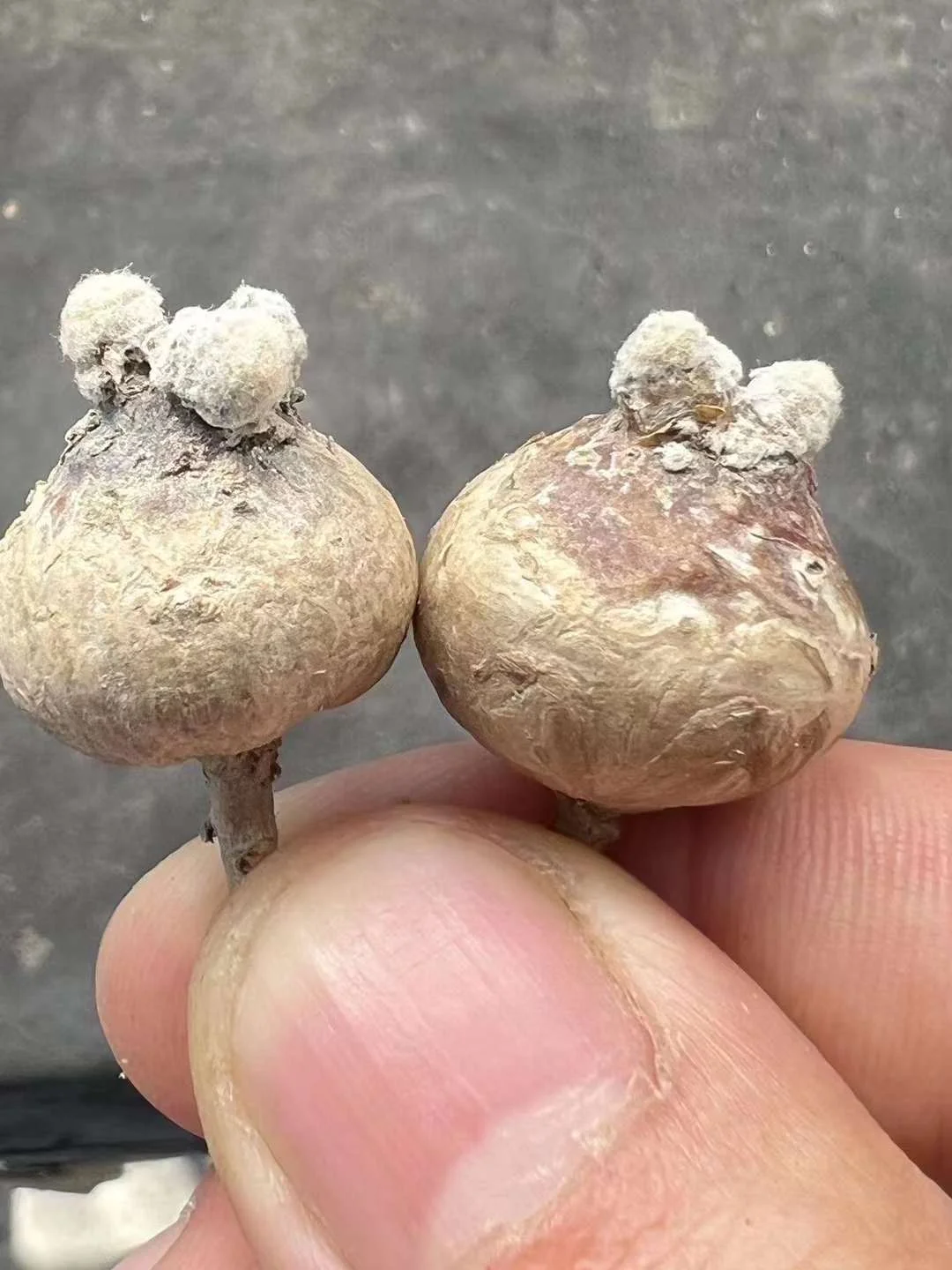 plant Aeonium Echeveria Haworthia  Caudex  Lithops Cactus  Agave 