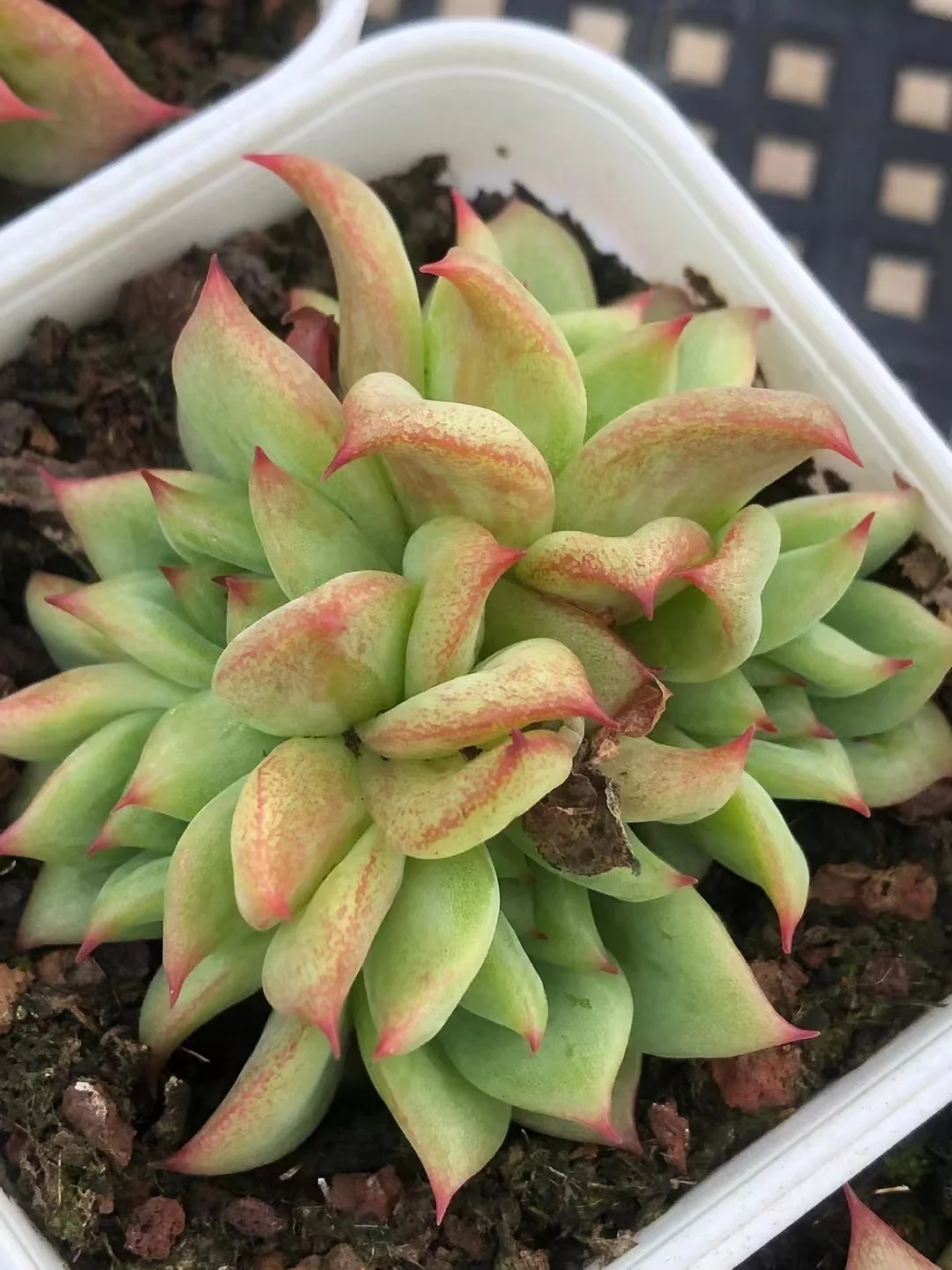 plant Aeonium Echeveria Haworthia  Caudex  Lithops Cactus  Agave 