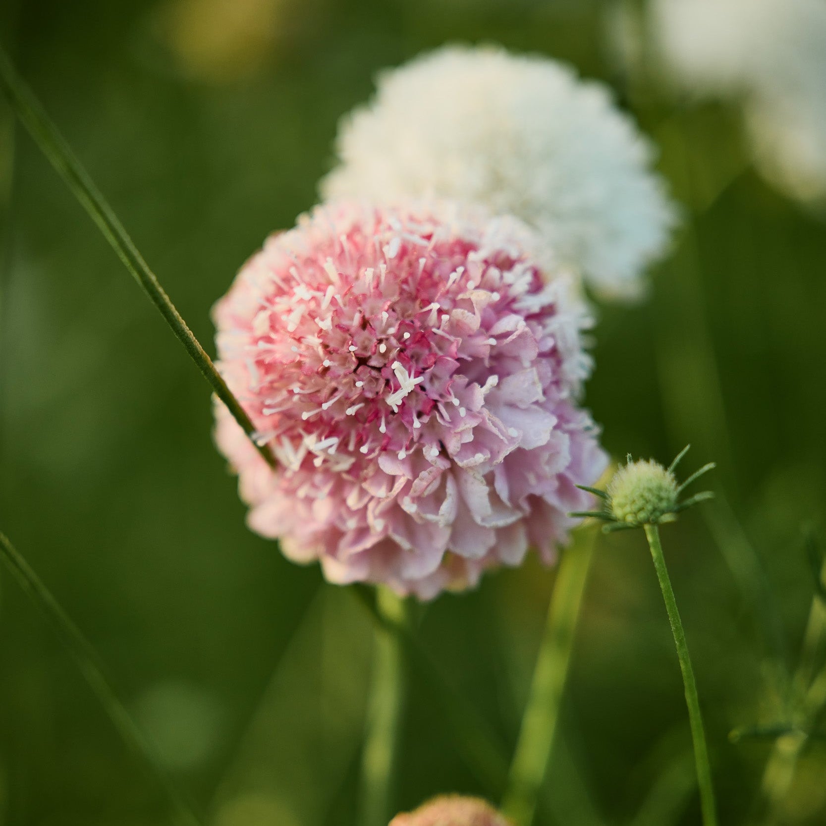 Scabiosa Salmon Rose Pincushion Flower | X 40 Seeds