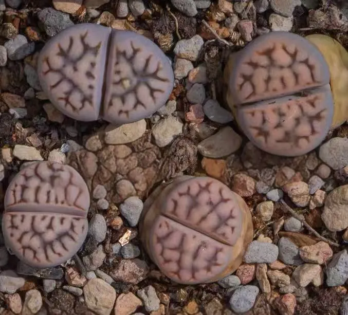 plant Aeonium Echeveria Haworthia  Caudex  Lithops Cactus  Agave 
