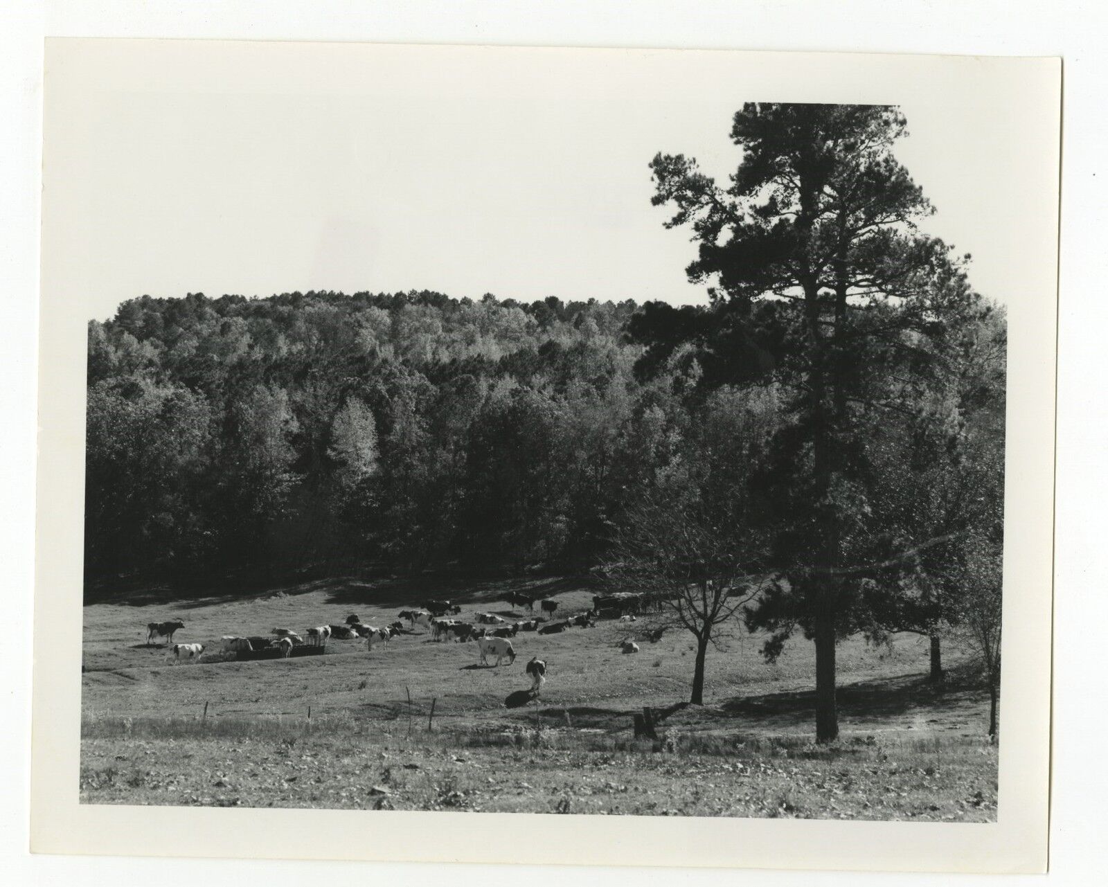 Texas History - Vintage 8x10 Publication Photo Poster paintinggraph - Cattle Grazing