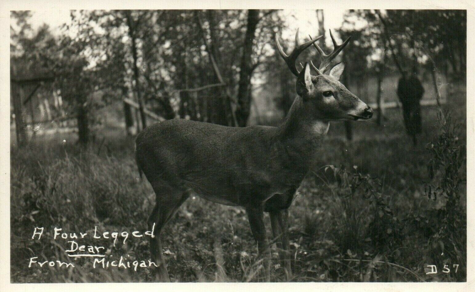 A Four Legged Deer From Michigan RPPC Real Photo Poster painting Postcard Posted 1948