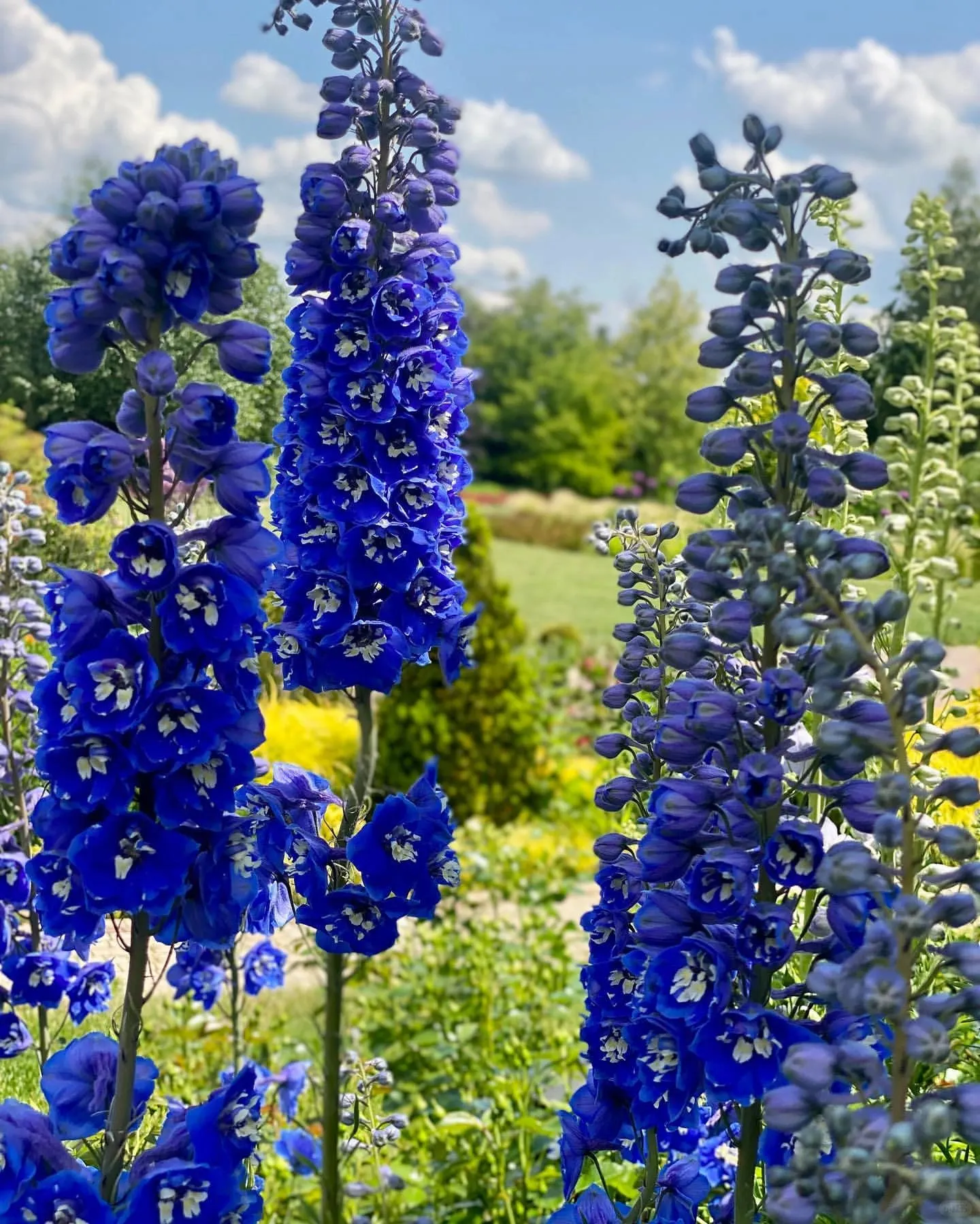 Delphinium Seeds-Mixed 7 Colors